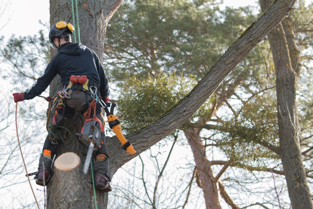 An image of Tree Surgeon Services in Hounslow ENG