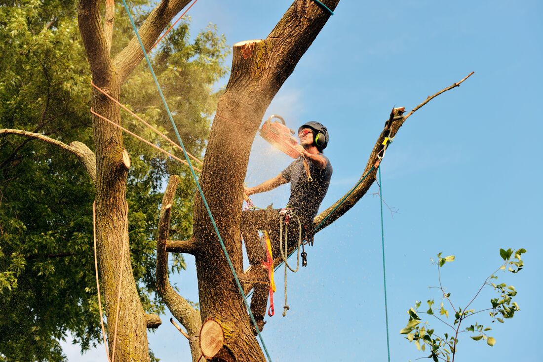 An image of Tree Removal Services in Hounslow ENG