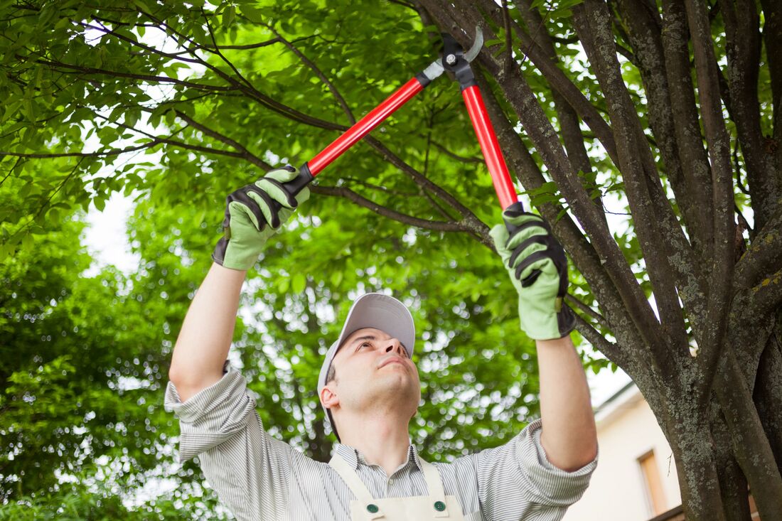 An image of Tree Trimming Services in Hounslow ENG