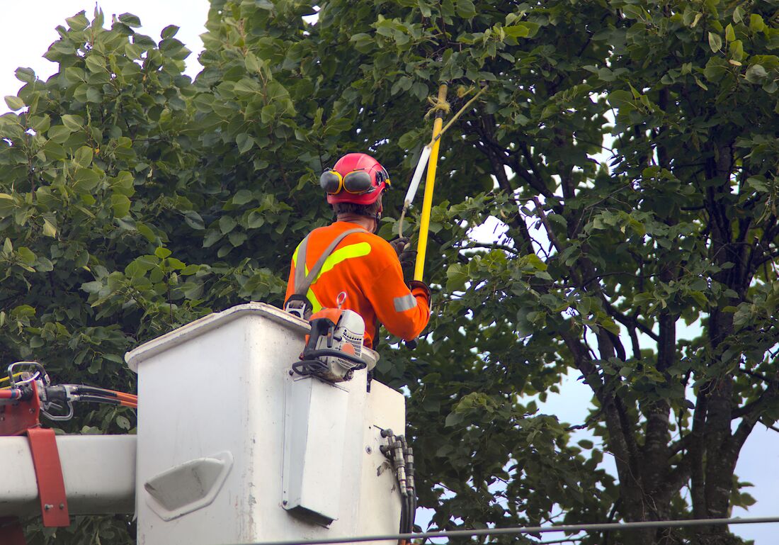 An image of An image of Tree Trimming Services in Hounslow ENG