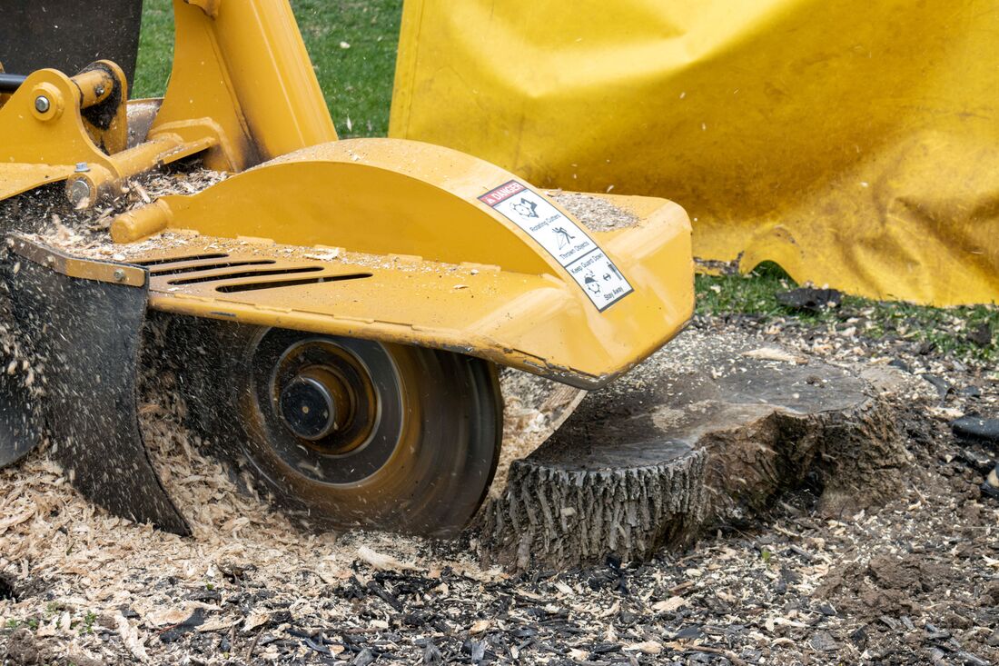 An image of Stump Removal Services in Hounslow ENG