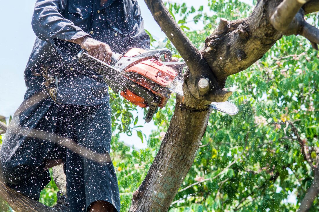 An image of Tree Surgeon Services in Hounslow ENG